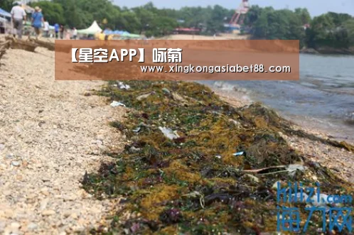 【星空APP】咏菊(图1) 星空赛事