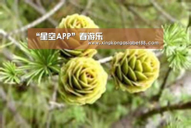 “星空APP”春游乐(图3) 星空官网